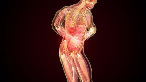 3D Human Anatomy Displaying Abdominal Pain and Internal Organs