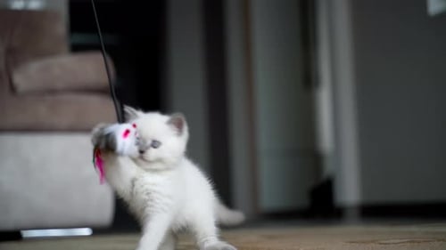 Fluffy White Kitten Playing with Toy Indoors