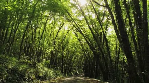 Dark Forest, Woods
