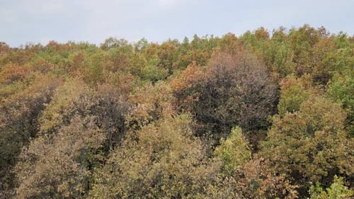 bunter Wald aus der Luft, Nahaufnahme