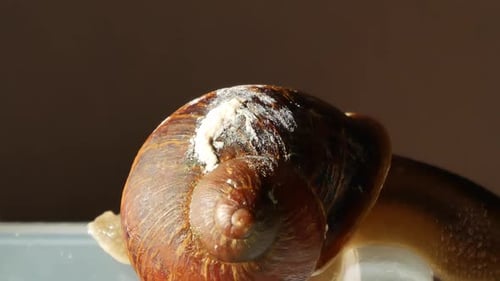 Langsam über eine neugierige Schnecke am Rand einer Plastikbox schwenken