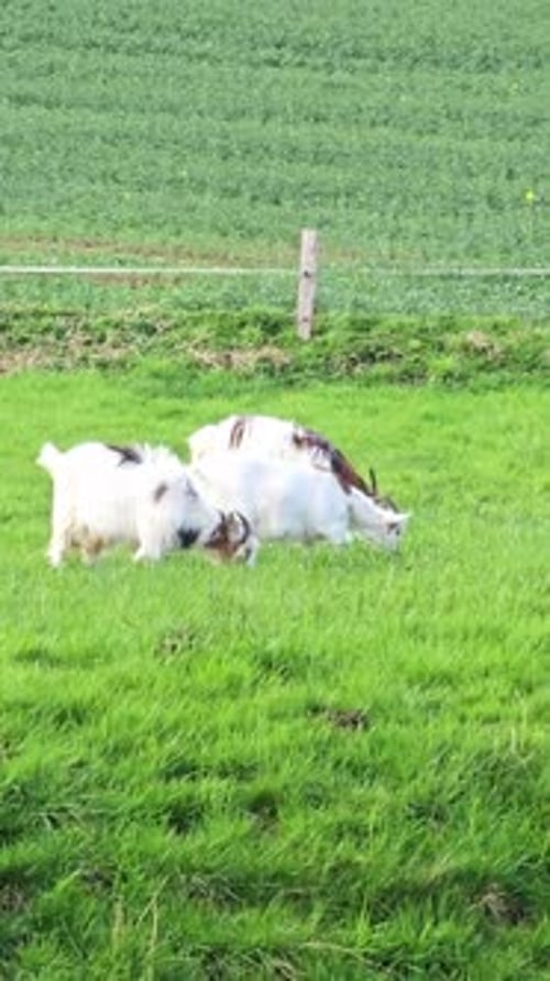 Trois chèvres paissent dans un pré