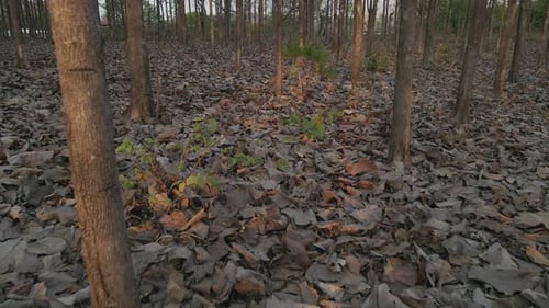Woman in Floral Dress Leans Against Tree in Forest