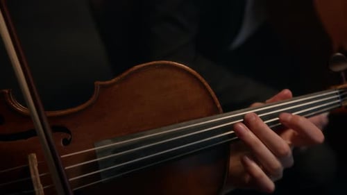 String Musicians Playing Live on Stage