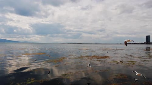 Animal Bird Seagulls Flying In Nature 3