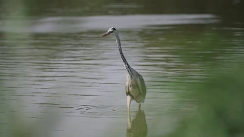 Tall Grey Heron Bird Walking Through Calm Rippling Pond, Briitsh Wildlife of Wild Bird Walking in La