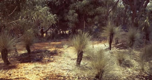 Realistic Australian Bushland Forest Scene