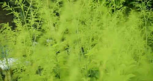 Lebendig grüne Pflanze mit einem Bündel von Zweigen und Blättern in der Sonne