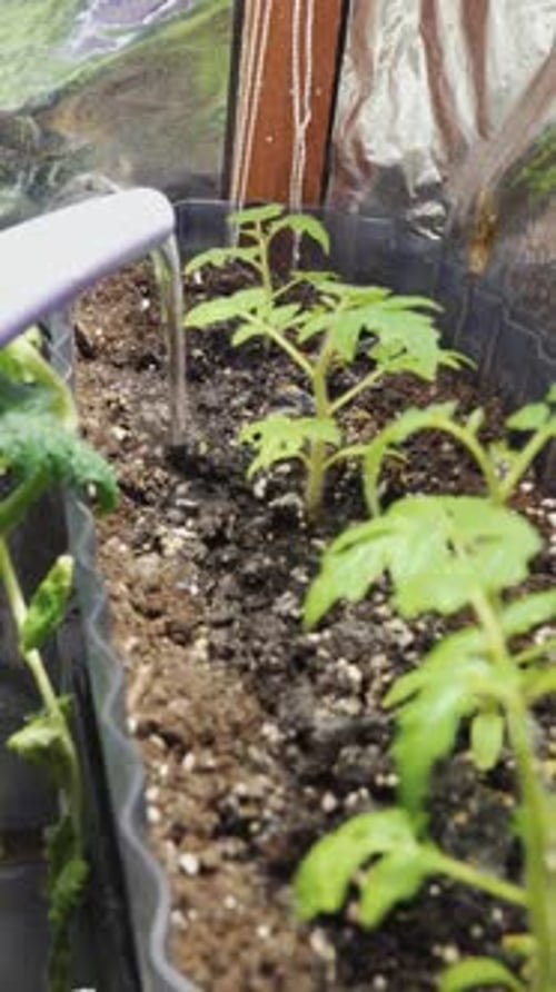 watering my home garden with cherry tomatoes and peppers, close-up Vertical video.