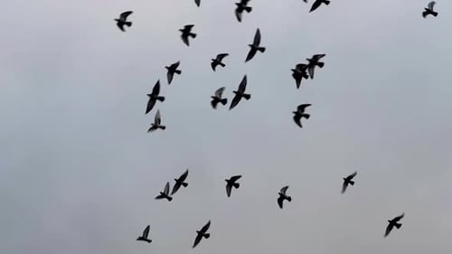 Taubenschwarm im Flug