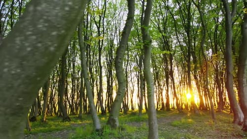 Dense Evening Forest with Tall Trees and Bright Yellow Sunlight Shining on Horizon at Sunset