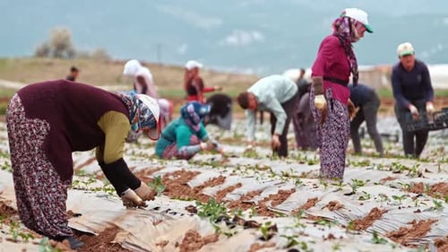 Farmers Plant Seedlings
