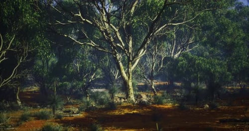 Lush Green Landscape with Towering Trees and Sun Dappled Ground in the Forest