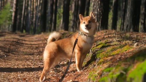 Shiba Inu Puppy in the Forest Looking Around