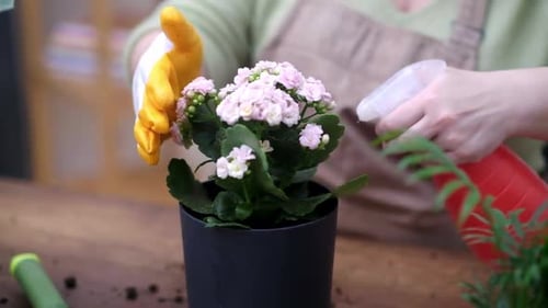 Woman Sprays Water on Small Potted Plant