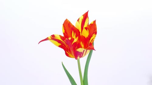 Striking Red and Yellow Tulip Flower Blooming on White