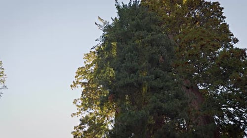 Giant Sequoia trees in Kings Canyon National Park