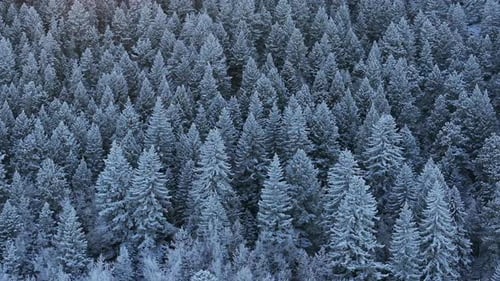 Colorado Christmas shaded cool blue snowing below freezing frosted first snow pine tree forest Everg