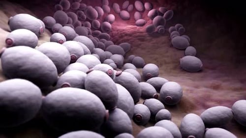 Microscopic View of Yeast Cells Budding and Multiplying in 3D Animation