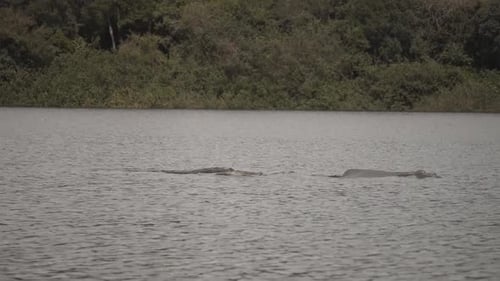 View Of Amazon River Dolphins On The Rippled Waters Of River In Colombia - wide shot