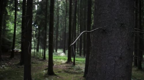 Dunkler Wald, Wald