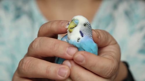 Blue Parakeet Held in Gentle Human Hands