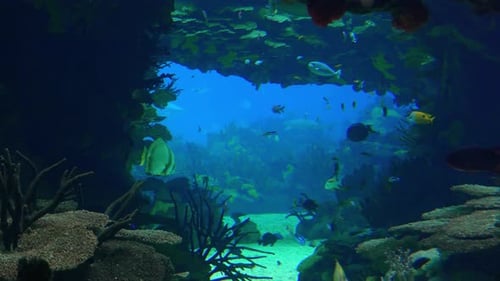 Colorful Fish Swimming in Thriving Coral Reef
