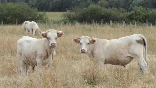 Deux gros veaux charolais dans un pâturage sec regardant droit devant eux, Poitou Charente, France, Europe.