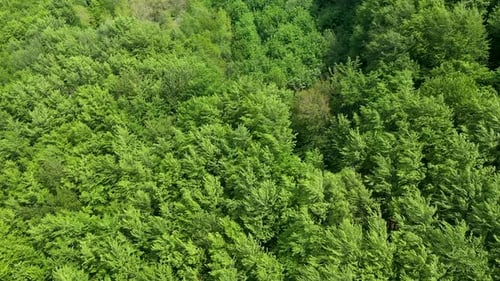 Mesmerizing aerial view of trees forest canopy blowing in the wind
