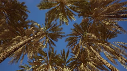 Coconut Palm Tree Foliage Under Sky