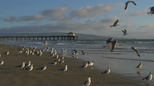 Seagulls on Beach at Sunset Tracking