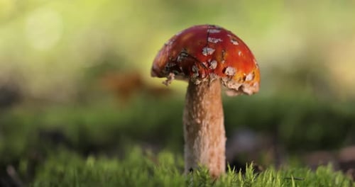 Fly agaric Mushroom In a forest.