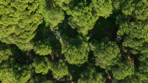Top View of the Mysterious Forest Smooth Movement Around Its Axis Perfect Background