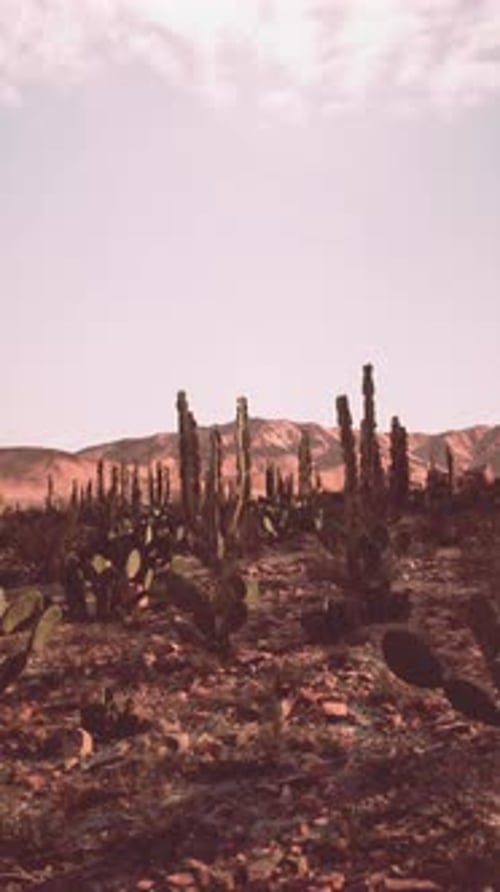 Cactus Field With Mountains