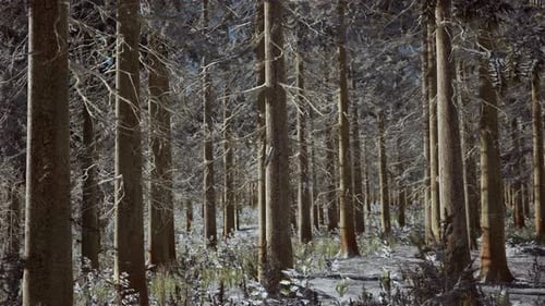 Coniferous Forest Illuminated By the Winter Morning Sun