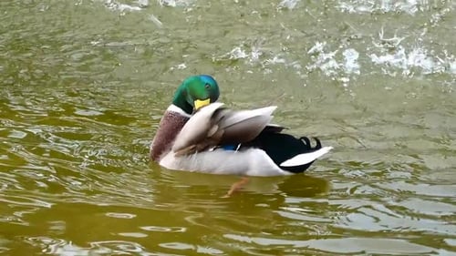 Une scène tranquille d'un canard dans un étang serein, filmée en gros plan alors qu'il dévoile méticuleusement son exploit