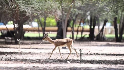 Sandgazelle spaziert im Wald