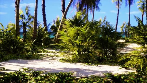 Tropical Beach with Coconut Palm Tree