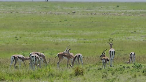 Slow Motion Shot of Gazelles grazing in the savannah in a herd amongst a luscious green bright lands