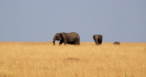Elephants Walking In The Savanna In Maasai Mara National Reserve, Kenya - Wide Shot