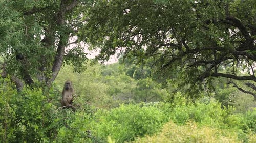 Chacma Baboon sitting in tree in South Africa, long shot