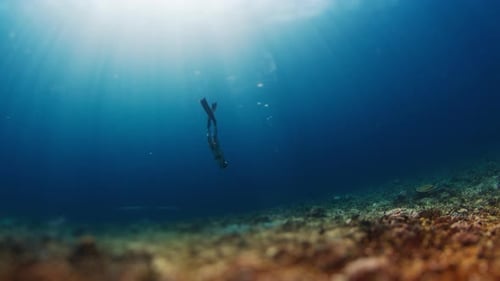 Female Freediver Swims in the Tropical Sea Woman Free Diver Glides Underwater in a Sea and Descends