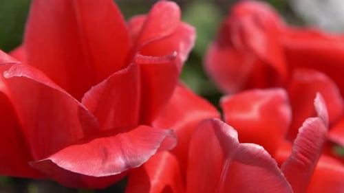 Red Tulips Bloom in Spring Tulip Flower Nature Floral Background Botanical Garden Flowering Buds
