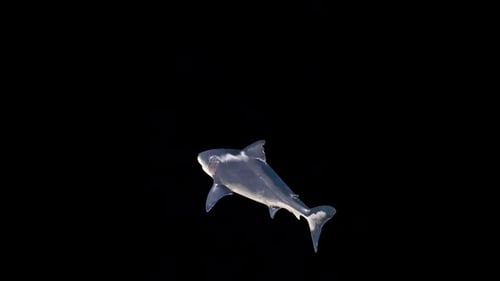 Animated Great White Shark Swimming on Transparent Background