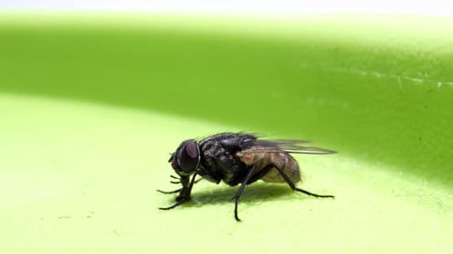 Detailed Macro View of a Housefly