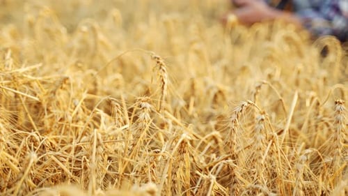 Agronomist Examining Cultivated Cereal Crop Sitting in Barley Field Smiling Farmer Holding a Bunch