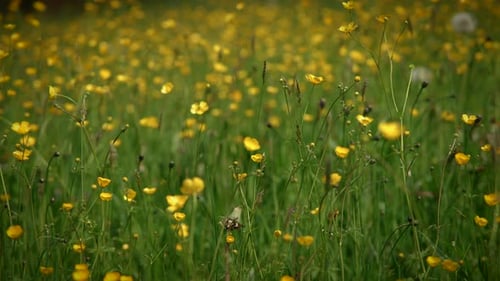 A Meadow with Yellow Flowers Blooming on a Sunny Spring Day Creating a Serene Countryside Scene