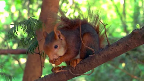 Close up squirrel eating nuts