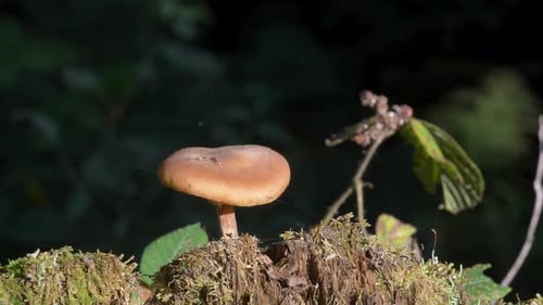 Brown Mushroom Growing on Mossy Forest Stump
