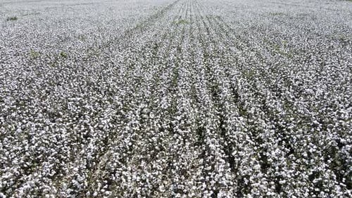 Cotton Field